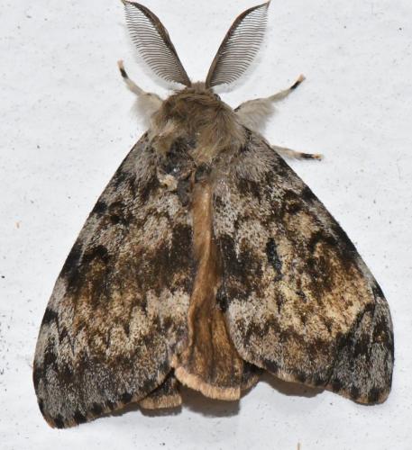 Lymantria dispar